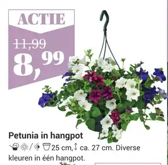 TuinWereld Petunia in hangpot aanbieding