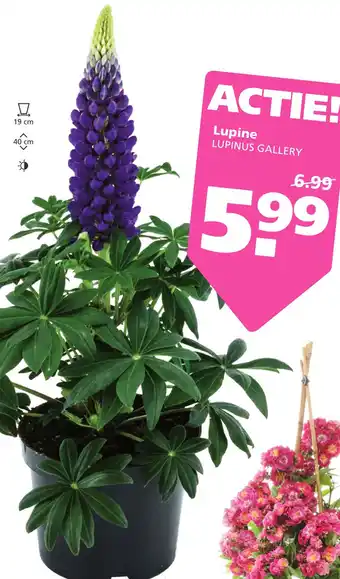 Ranzijn Lupine aanbieding