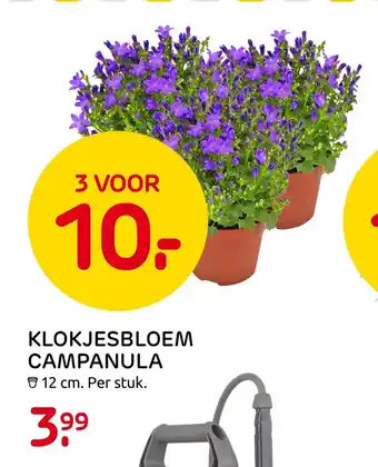 Praxis Klokjesbloem campanula 12 cm aanbieding