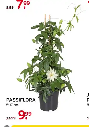 Praxis Passiflora 17 cm aanbieding