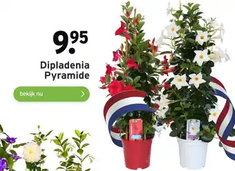 GAMMA Dipladenia Pyramide aanbieding