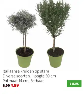 Intratuin Italiaanse kruiden op stam aanbieding