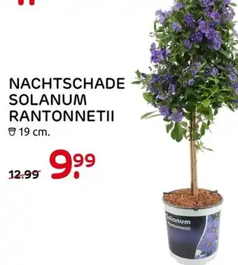 Praxis Nachtschade Solanum Rantonneti aanbieding