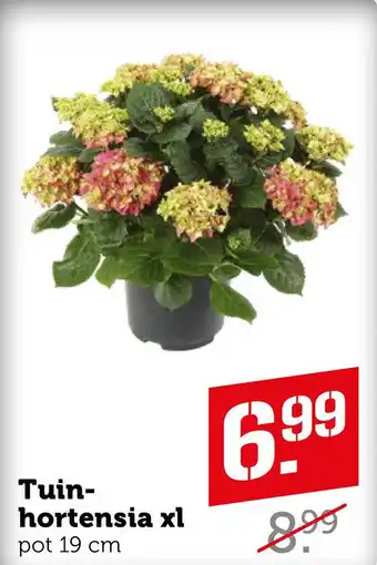 Coop Tuinhortensia XL aanbieding