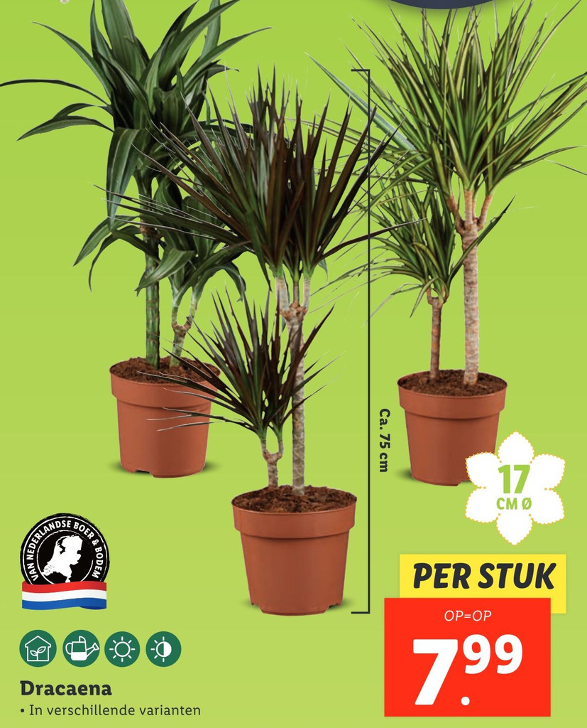 ulme bonsai kaufen Chinesische Ulme im Keramiktopf mit Wasserspeicher kaufen  Mein schner  Garten Shop