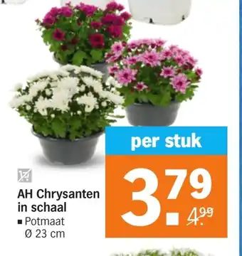 Albert Heijn Chrysanten in schaal 23cm aanbieding