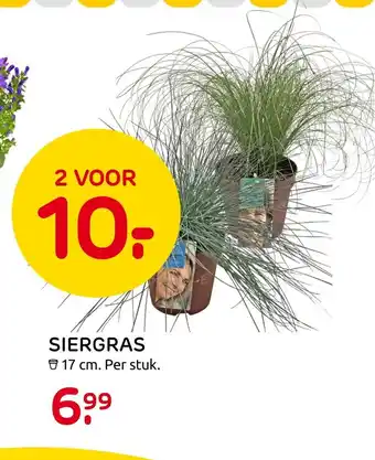 Praxis Siergras 17 cm aanbieding