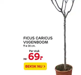 Praxis Ficus Caricus Vijgenboom aanbieding