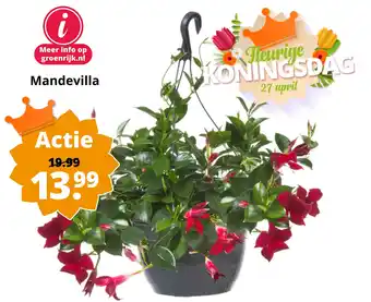 GroenRijk Mandevilla aanbieding