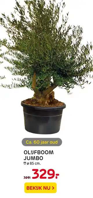 Praxis Olijfboom Jumbo aanbieding