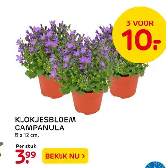 Praxis Klokjesbloem Campanula aanbieding