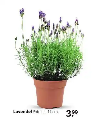 Boerenbond Lavendel aanbieding