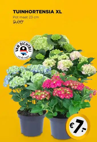 Jumbo Tuinhortensia XL 23 cm aanbieding