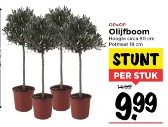 Vomar Voordeelmarkt Olijfboom 18cm aanbieding