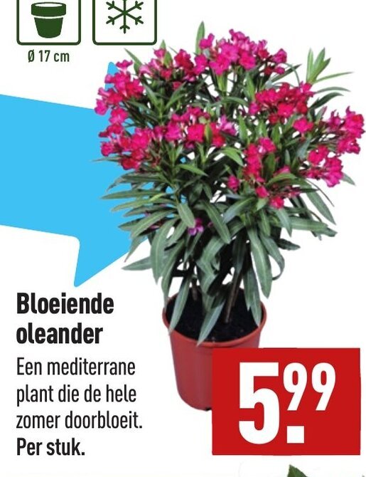 Bloeiende oleander aanbieding bij ALDI