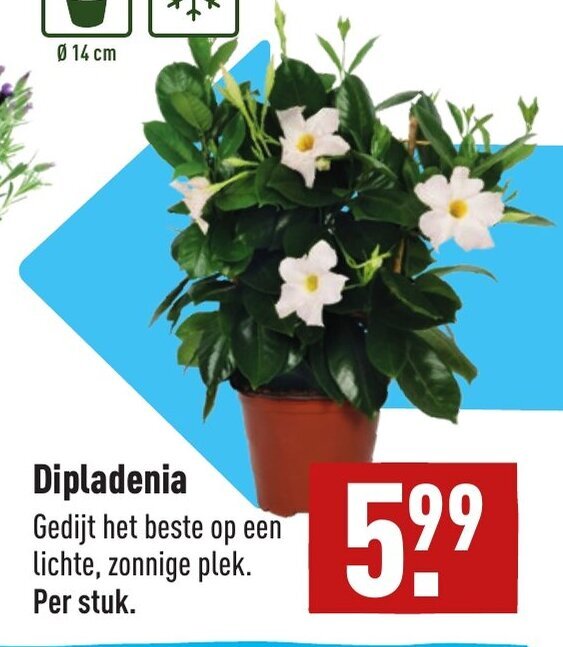 Dipladenia aanbieding bij ALDI