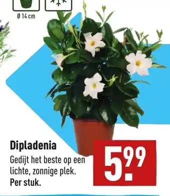 ALDI Dipladenia aanbieding