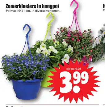 Dirk Zomerbloeiers in hangpot potmaat 21 cm aanbieding