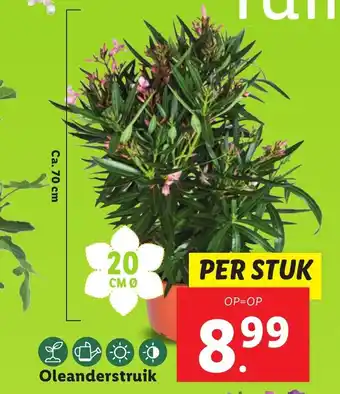 Lidl Oleanderstruik 70 cm aanbieding