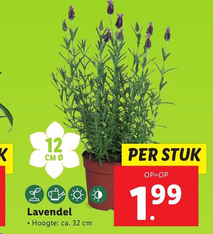 Lavendel 32 cm aanbieding bij Lidl