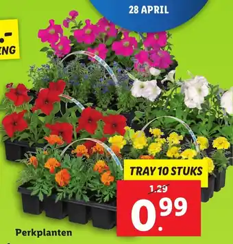 Lidl Perkplanten aanbieding