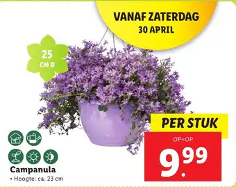 Lidl Campanula 23 cm aanbieding