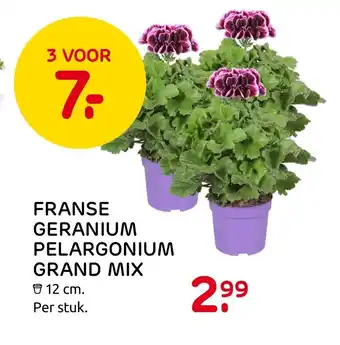 Praxis Franse geranium pelargonium grand mix 12cm aanbieding