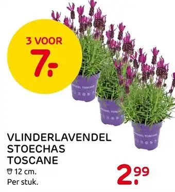 Praxis Vlinderlavendel stoechas toscane 12 cm aanbieding