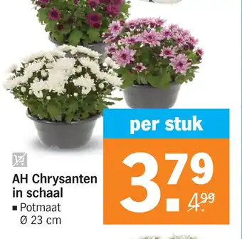 Albert Heijn AH Chrysanten in schaal aanbieding