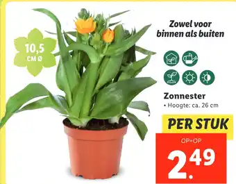 Lidl Zonnester aanbieding