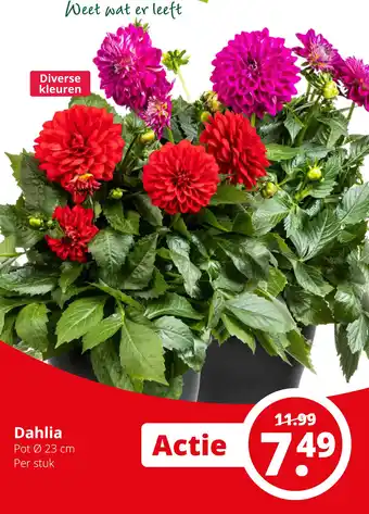 GroenRijk Dahlia 23cm aanbieding