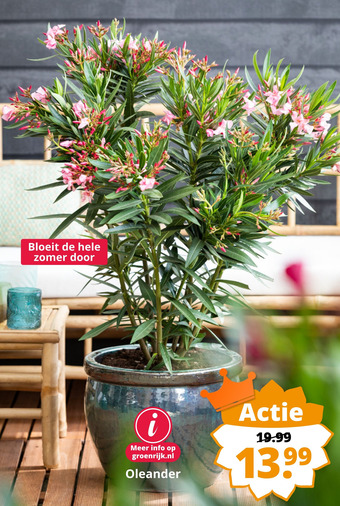 GroenRijk Oleander aanbieding