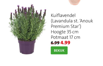 Intratuin Kuiflavendel aanbieding