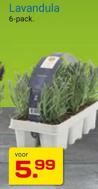 Kluswijs Lavandula aanbieding