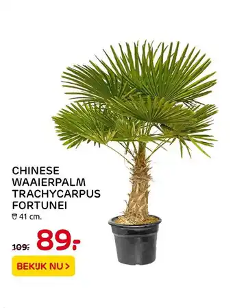 Praxis Chinese Waaierpalm Trachycarpus Fortunei aanbieding