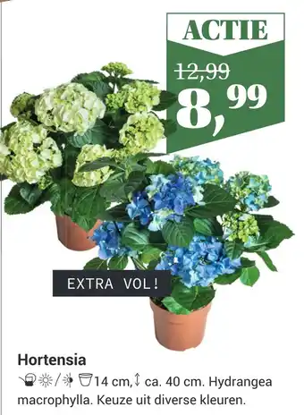 Tuincentrum Osdorp Hortensia aanbieding