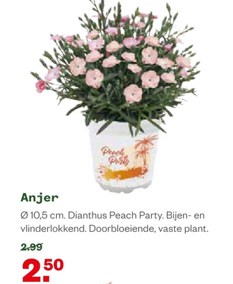 Welkoop Anjer aanbieding