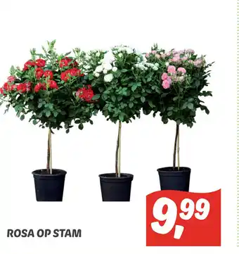 Dekamarkt ROSA OP STAM aanbieding