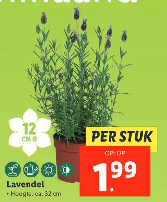 Lidl Lavendel aanbieding