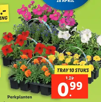 Lidl Perkplanten aanbieding