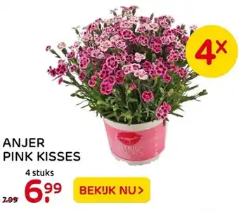 Praxis Anjer Pink kisses 4 stuks aanbieding