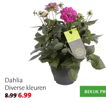 Intratuin Dahlia aanbieding