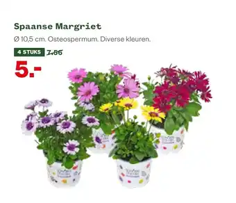 Welkoop Spaanse Margriet 10,5 cm 4 stuks aanbieding