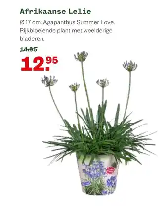 Welkoop Afrikaanse Lelie 17 cm aanbieding