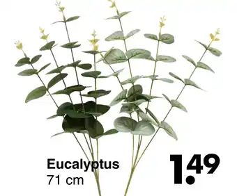 Wibra Eucalyptus aanbieding