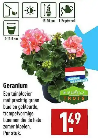 ALDI Geranium aanbieding