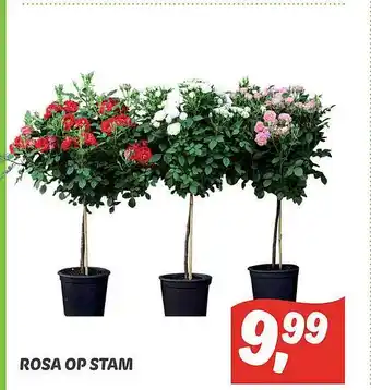 Dekamarkt Rosa Op Stam aanbieding