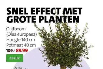 Intratuin Olijfboom (Olea Europaea) aanbieding