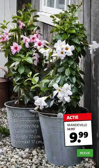 Intratuin Mandeville In Piramidevorm (Mandevillea 'Sundaville') aanbieding