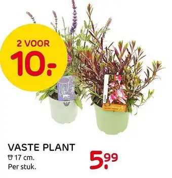 Praxis Vaste Plant aanbieding